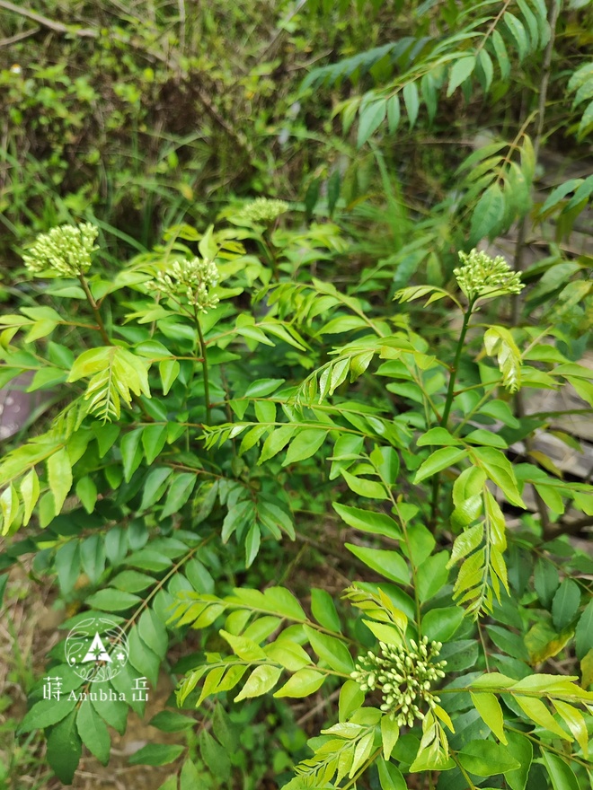 curryleaf1