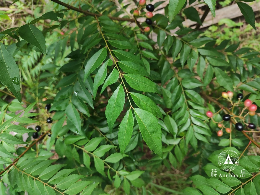 curryleaf3