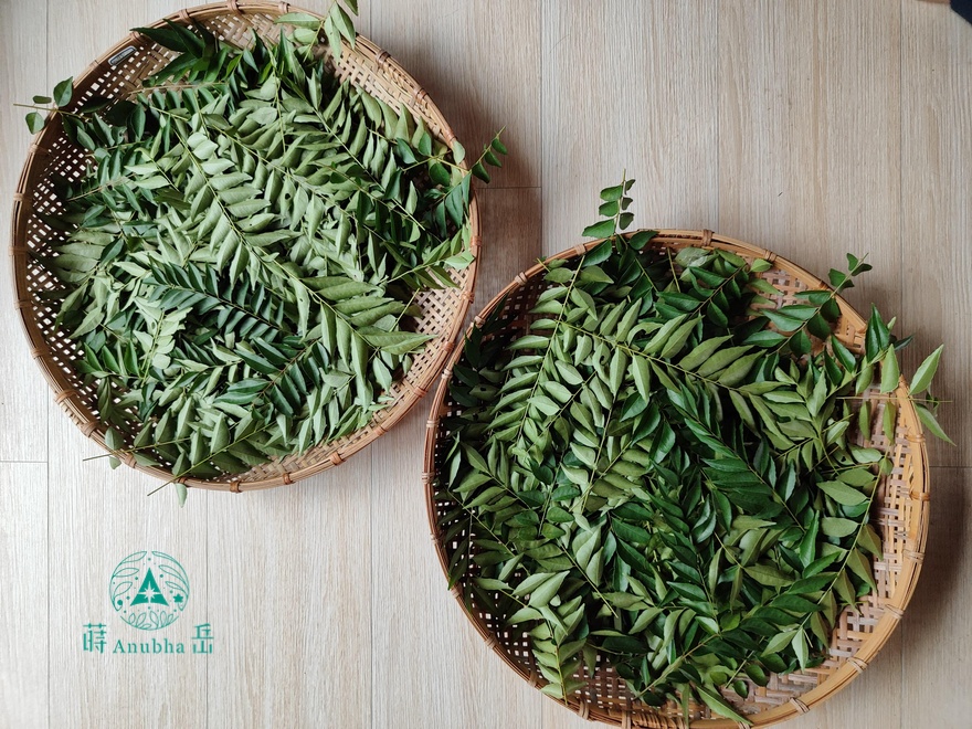 curryleaf4